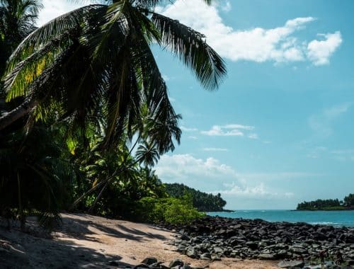 a beach with palm trees